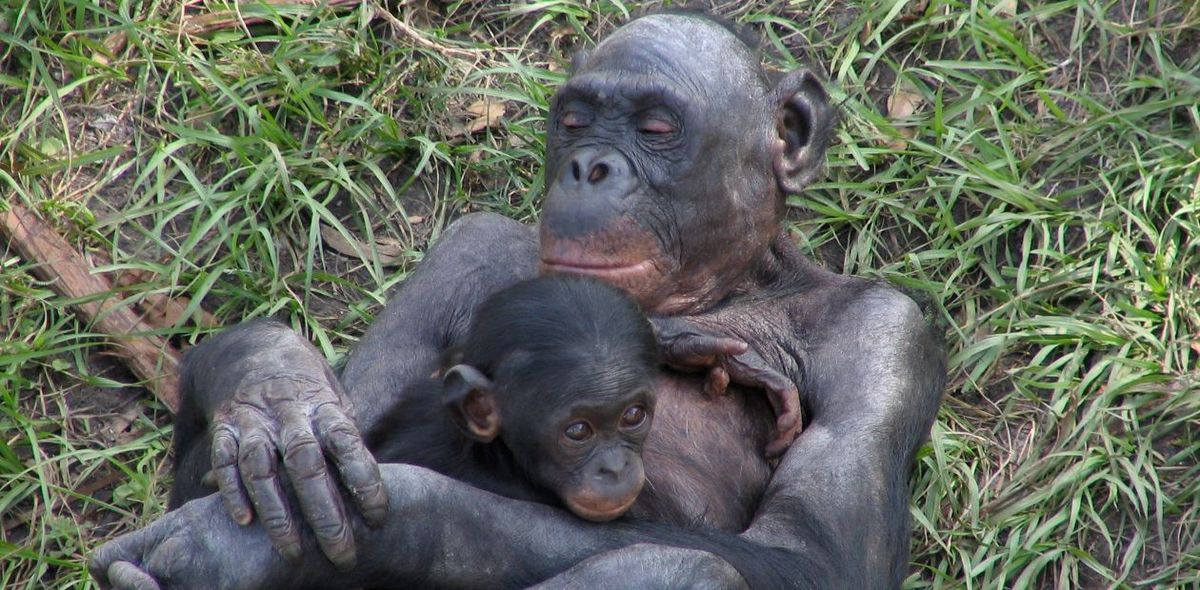 Мать и дитя бонобо. 