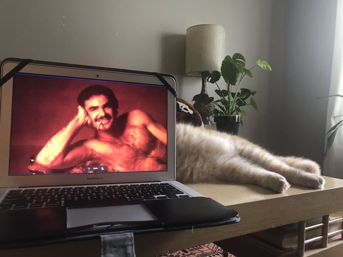 Dream strong and independent - cat, Dream, Twitter, Burt Reynolds