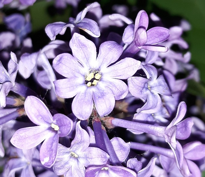 Who is bigger? - Lilac, Petals, Flowers