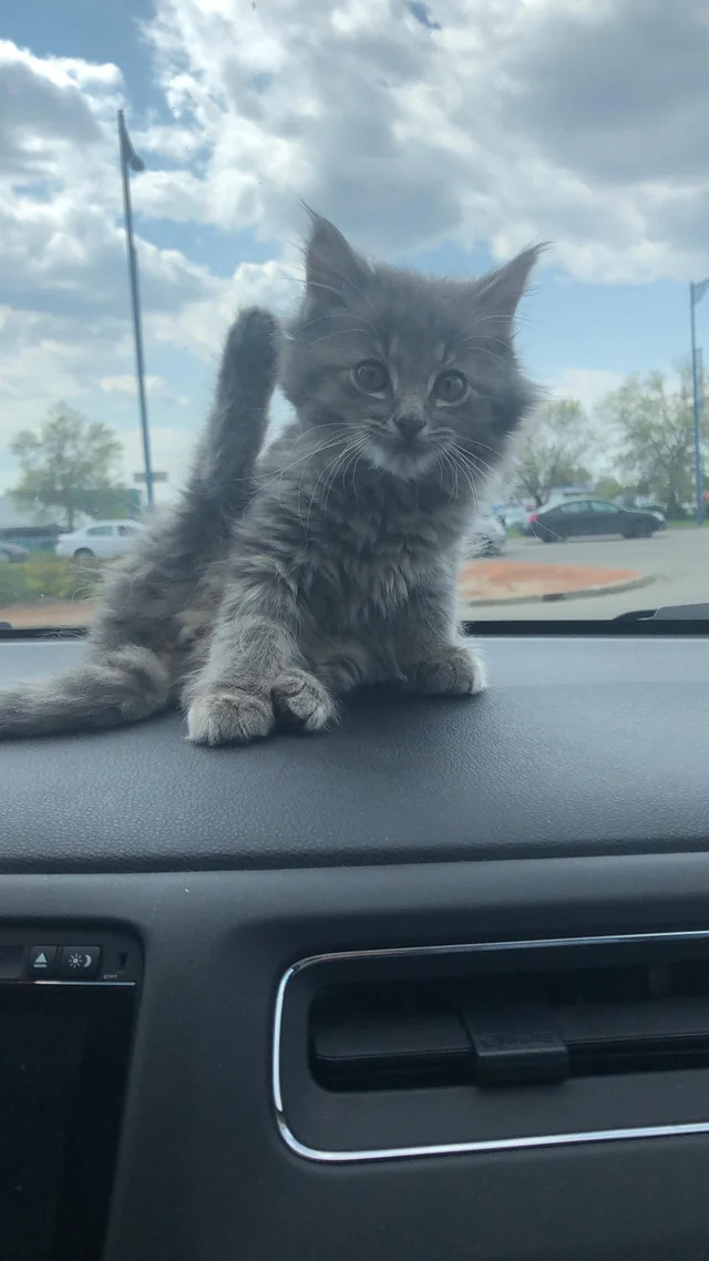 Хоба! Сержант Иванов. Ваши документы.