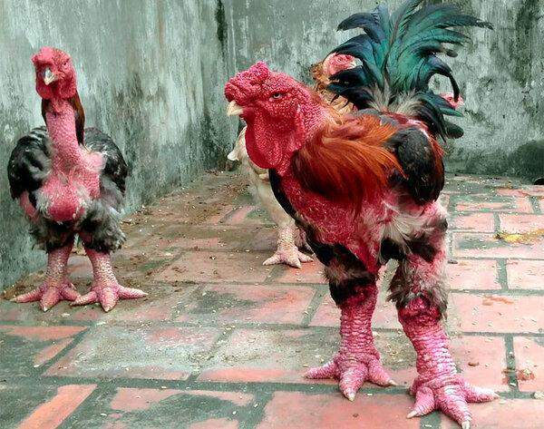 ELEPHANT HENS: THE MOST TERRIBLE BREED WITH DINOSAUR LEGS - Elephants, Breed, Hen, Interesting, Unusual, Video