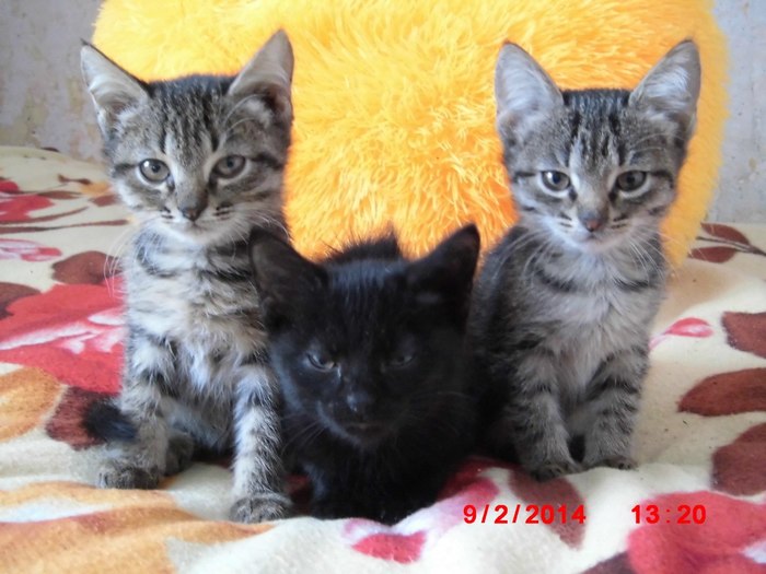 Korzhik, Cupcake and Baton. - My, cat, Kittens, Catomafia