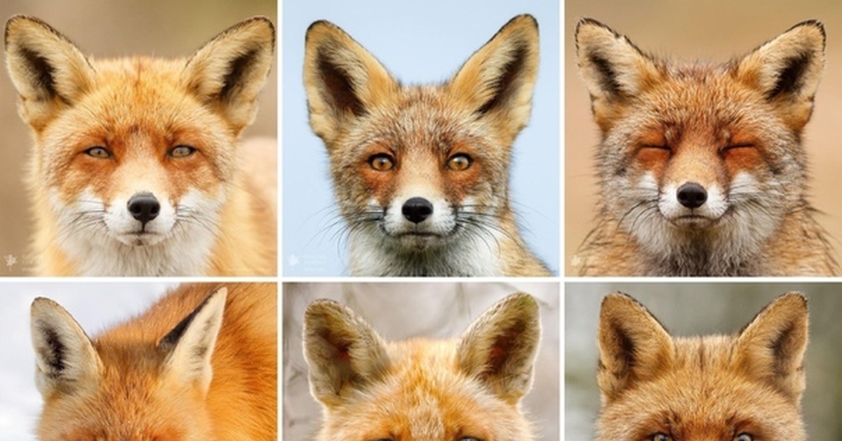 В каком fox. Характер лисы. Лисий характер. Тест на ваш характер с лисицами.