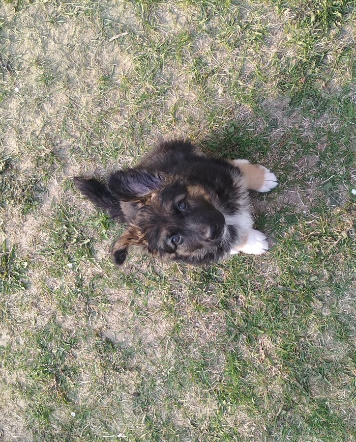 Help with training. - My, Training, German Shepherd, Sheepdog, Help, Dog