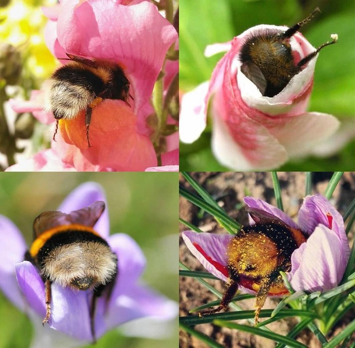 Shemale Butts - Repost, Nature, beauty, Bumblebee, Booty