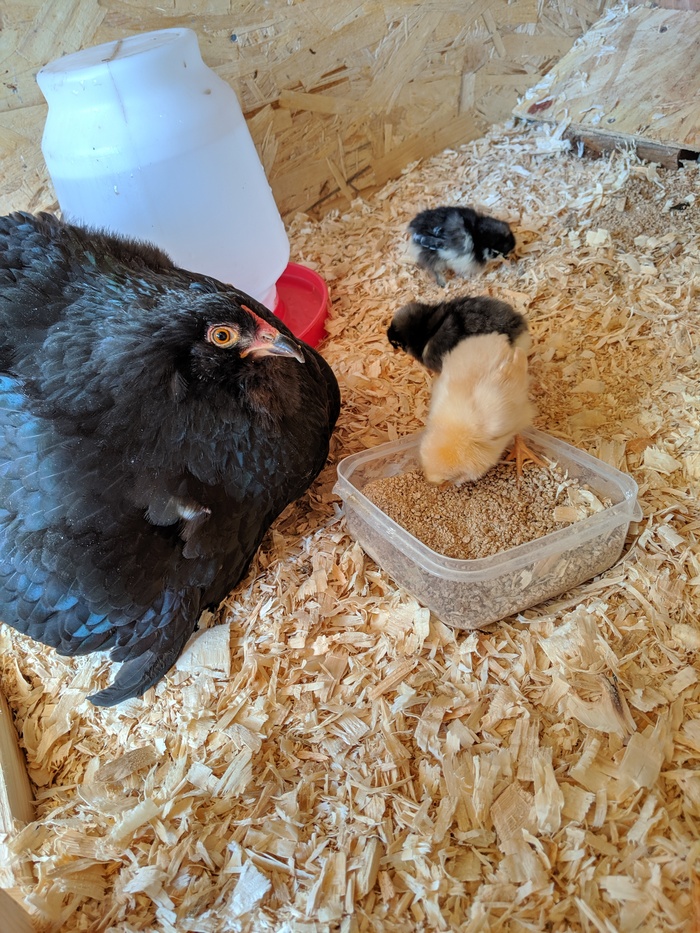 A small Kuro post! - My, Hen, Birds, Longpost