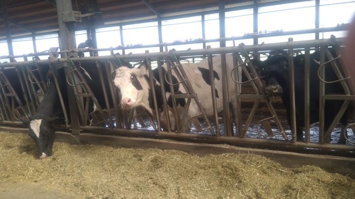 О фальсификате в молочной промышленности