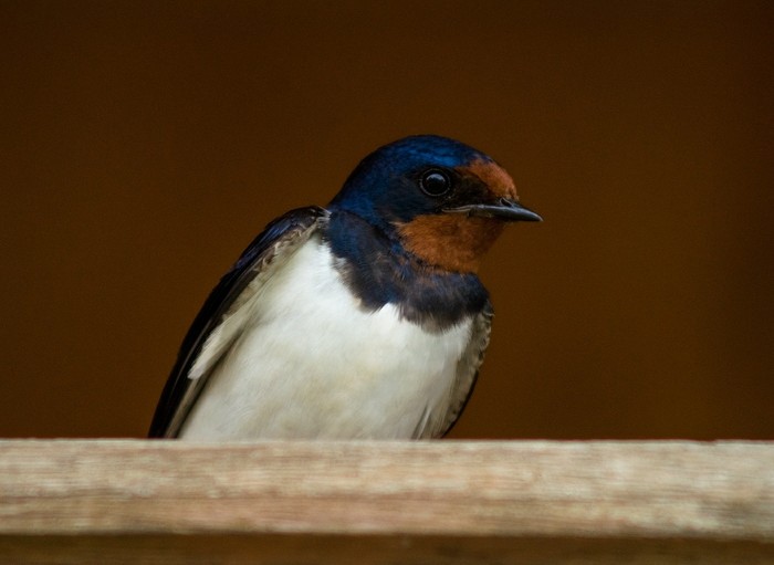 barn swallow - My, The photo, Birds, Martin, Sony a58, Minolta 100-300