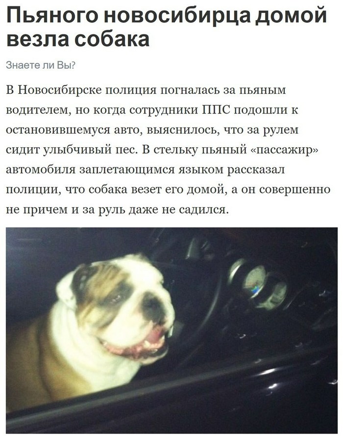 Why not - Novosibirsk, Dog, Driver