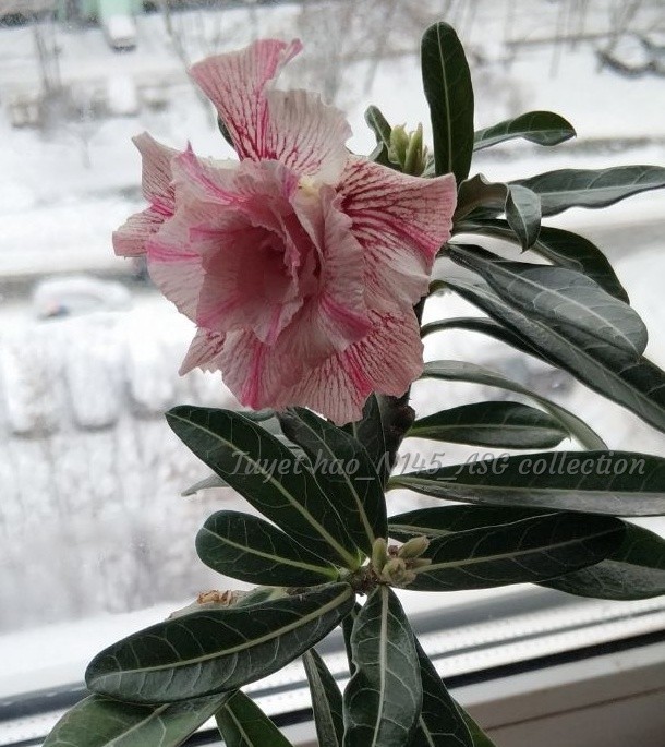 Adenium - desert rose - My, Adenium, Flowers, Succulents, Collection, Longpost