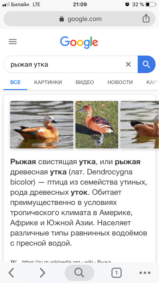 American duck in Moscow! - My, Duck, Longpost, Ornithology