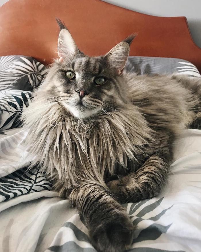 Lagerta Kotkovna - cat, Gorgeous, My, Maine Coon
