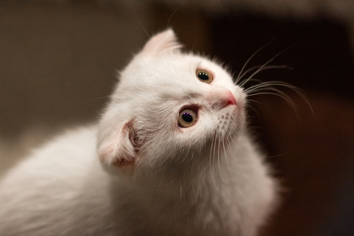 white kitten - My, cat, Catomafia