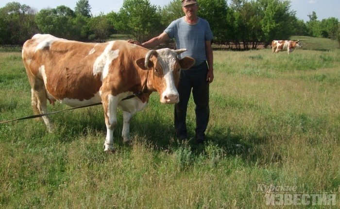 “Only horns stick out of the water!”. Saving cows from the flood, the villager almost drowned - Kursk region, Positive, Cow, Flood, Animal Rescue, Longpost