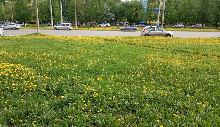 Ковер из одуванчиков