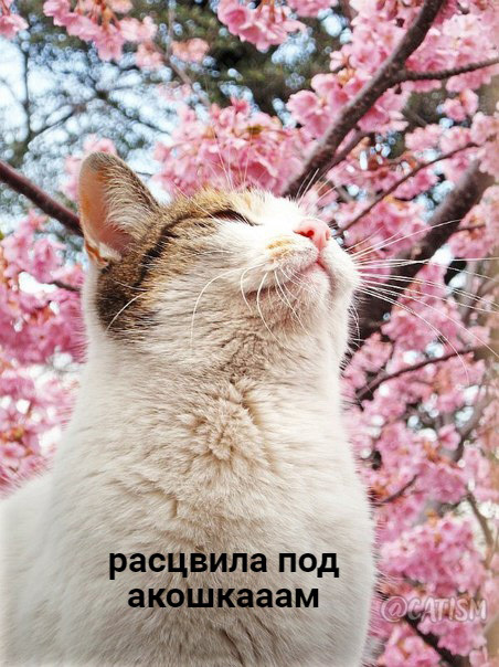 Mood: - My, cat, Soul sings, Cherry, Sakura, Ensemble Golden Ring, Nadezhda Kadysheva, Longpost