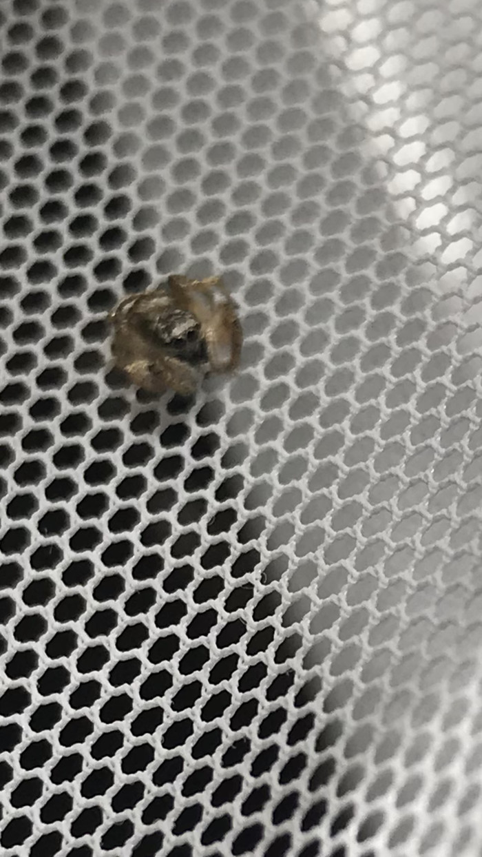 People, what kind of spider, is it dangerous? At first I thought it was a wasp, it looks very similar in color! But then I looked closely ... horror. I am in Moscow. - My, Spider, Arachnids, Longpost