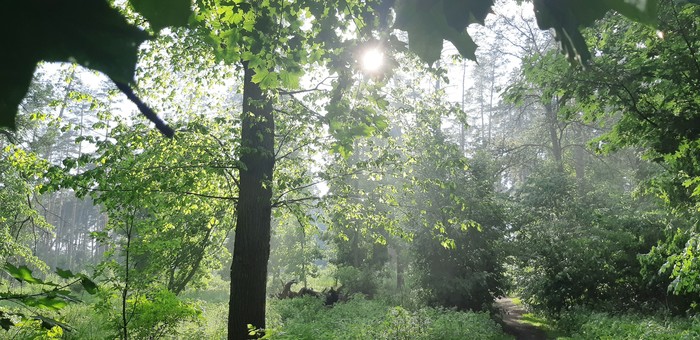 Forest after the rain - My, Forest, Rain, Summer, Mosquitoes, Longpost