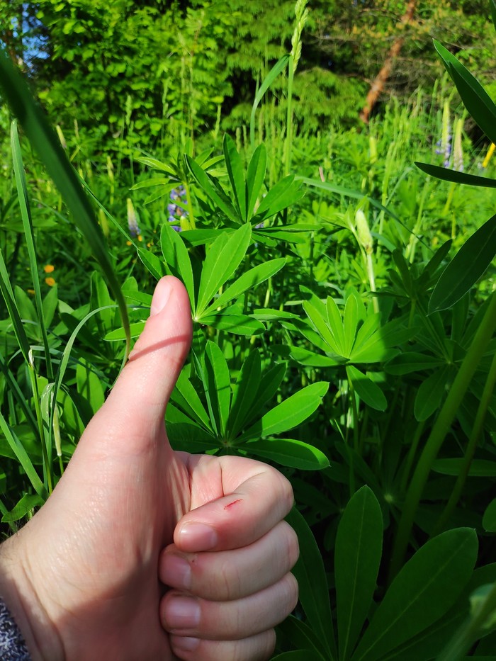 Went with vegetarians for barbecue - My, Marijuana, Laziness, Vegetarianism, Longpost