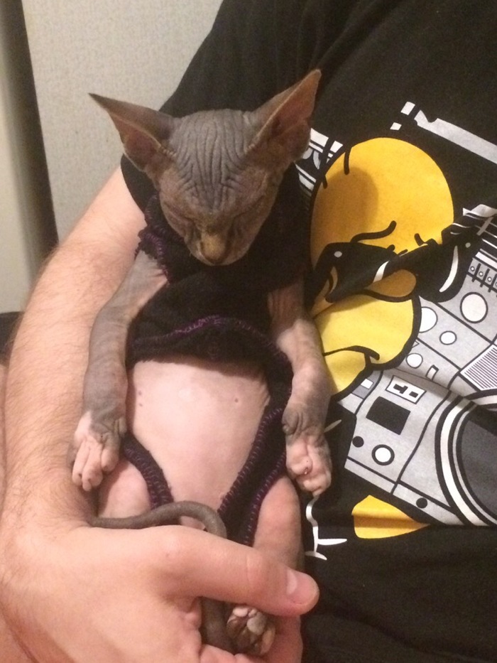 Taki warmed up and get high) - My, Sphinx, Clothes for animals, Longpost, cat