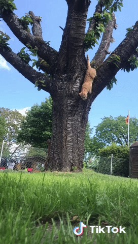Кот против белки