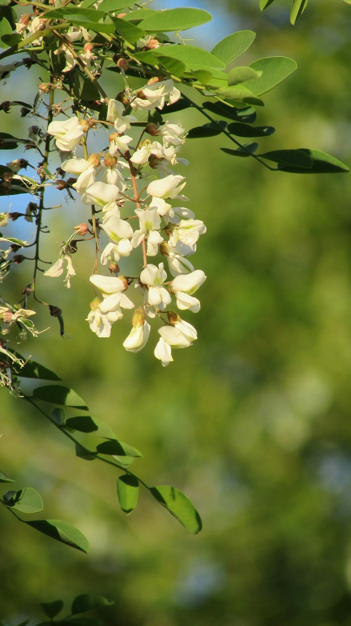 Белой акации душистая гроздь