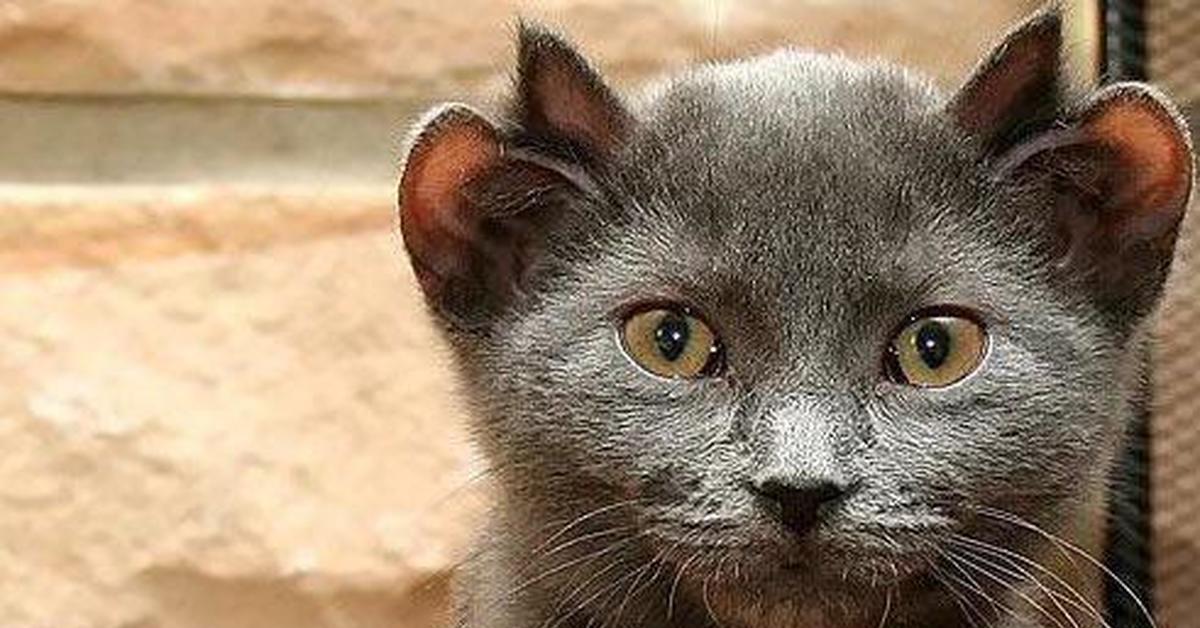 Пародия кошек. Кошка с 4 ушами. Кошки смкоуглыми ушками. Кошачьи с круглыми ушами.