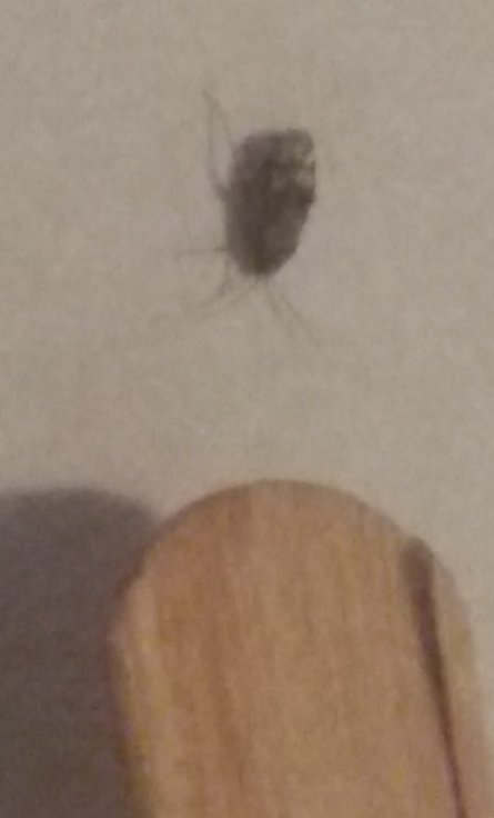 Need help identifying insects - My, Biology, Insects, Help, Longpost