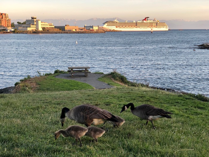 Canada - My, Canada, Ocean, Liner, Гусь, Goose, Town, Water, Ship