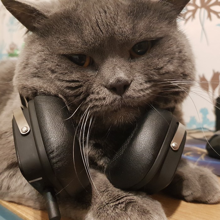 The cat decided to listen to music. - cat, My, Headphones