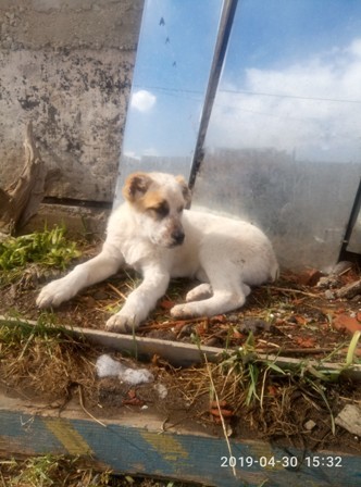 Central Asian Shepherd Dog Berezovsky - My, Yekaterinburg, Dog, Puppies, Alabai, Upper Pyshma, Longpost, Berezovsky, No rating