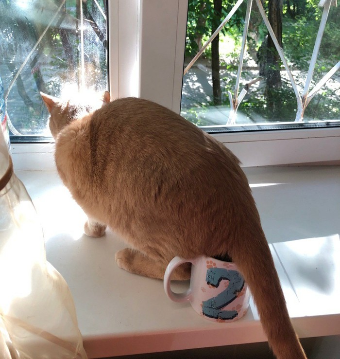 Special Ingredient - My, cat, Catomafia, Tea, Coffee, Recipe, Animals, Window, Кружки