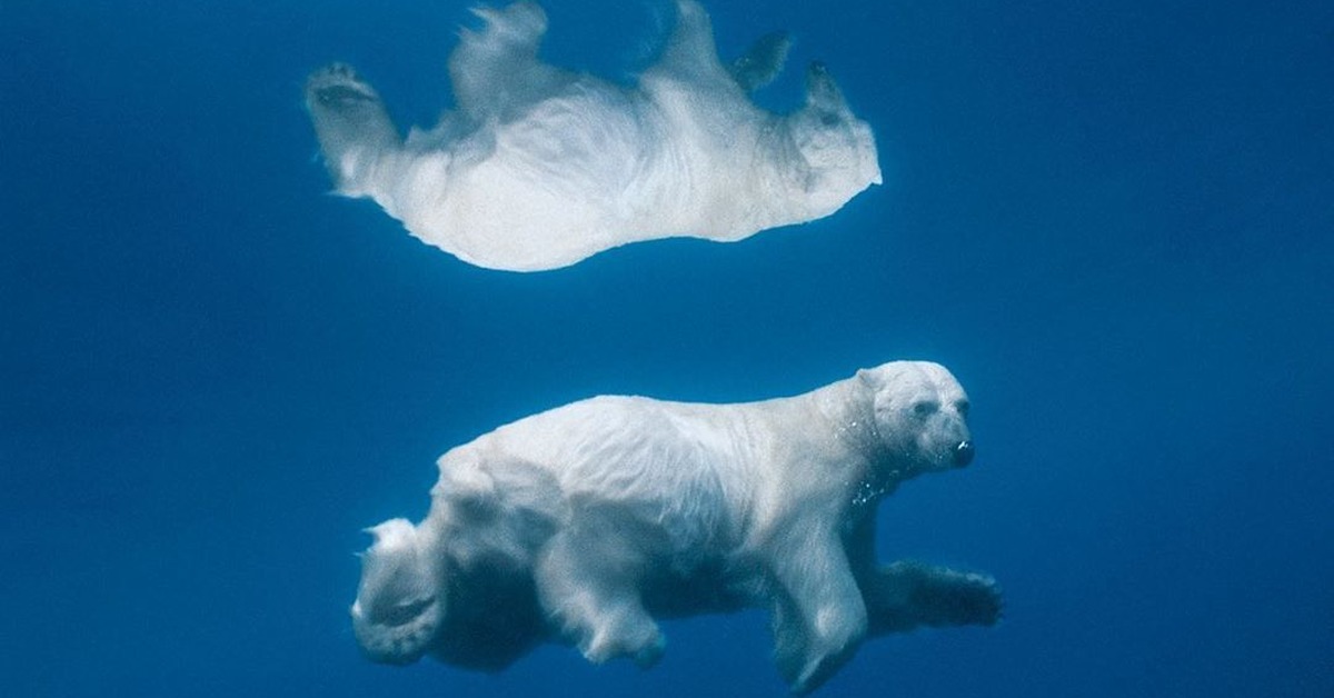 Under bear. Пауль Никлен Антарктика. Северный Ледовитый океан белый медведь. Paul Nicklen фотограф. Пол Никлен Полярная одержимость.