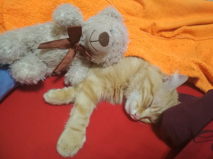 cat with a bear - Pets, Toys, My, Pet, Animals, Dream, Catomafia, cat