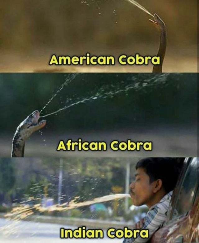 Индийская кобра