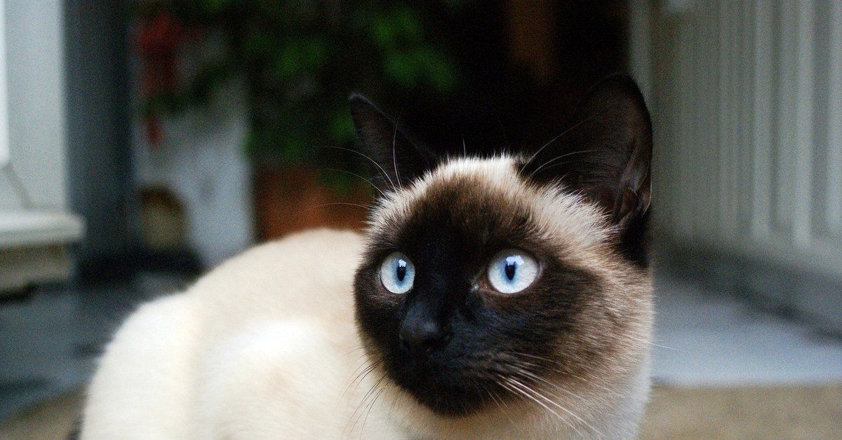 Фотографии сиамской кошки. Сиамская порода кошек. Сиамская кошка чистокровная. Сиам кошка Сиамская. Старотипная Сиамская.