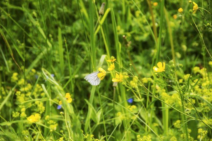 Summer - Summer, Butterfly, Mood