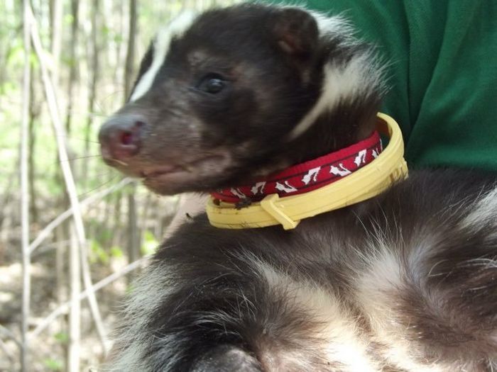 domestic skunk - My, Skunk, Animals, Longpost