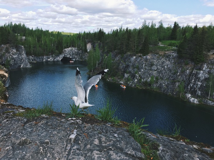 Takeoff - My, Nature, Birds, The photo