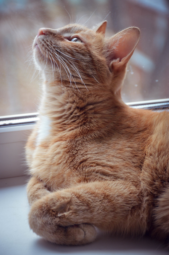 Ginger miracle - My, cat, Catomafia, The photo, Nikon, Photographer, Longpost