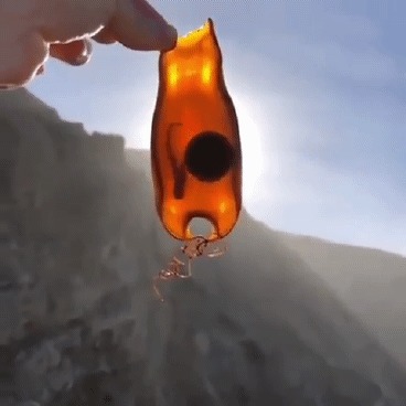 Яйцо акулы Акула, Море, Гифка