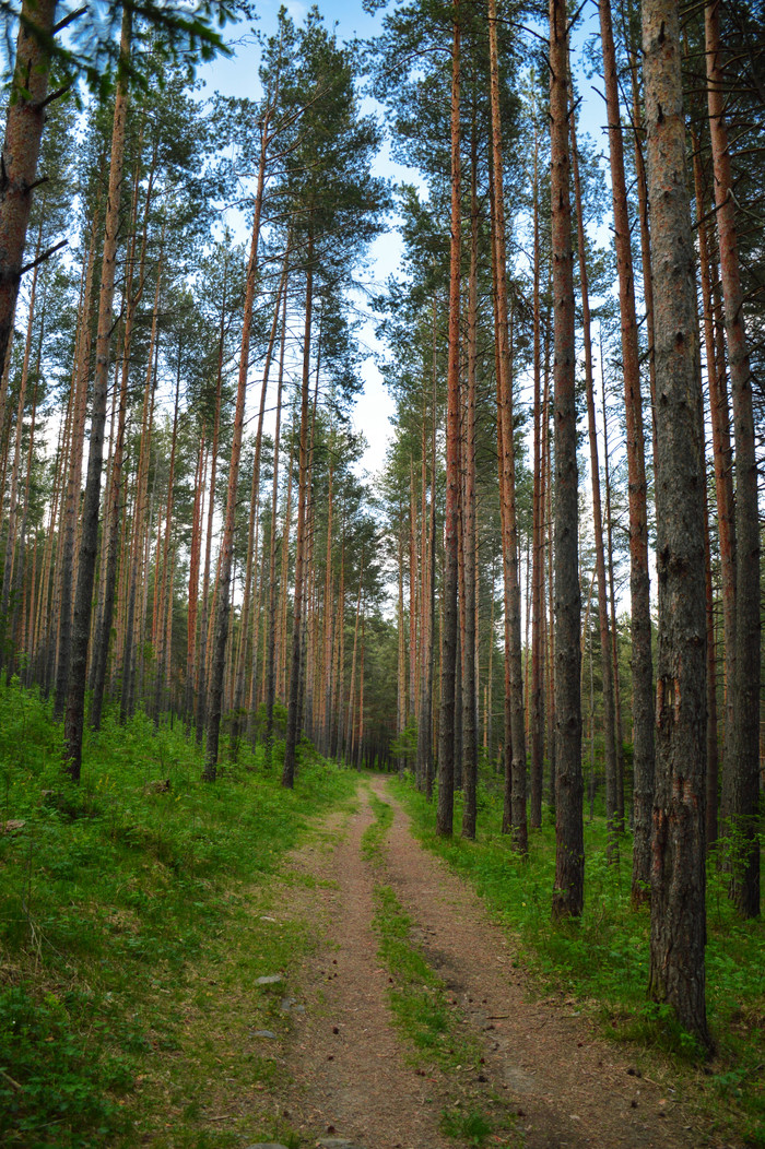 Forest paths - My, The photo, Photographer, Nature, Forest, Appeasement, Nikon