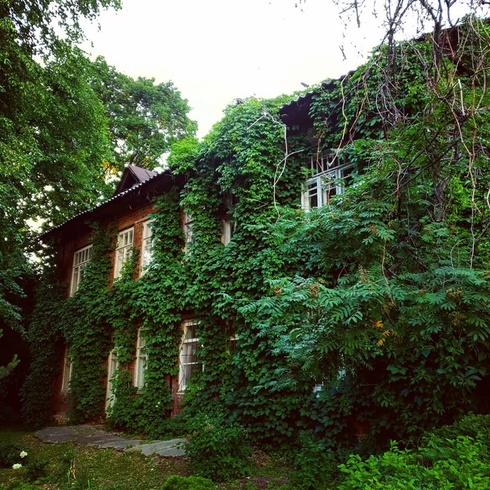 house with vineyard - My, The photo, House, beauty