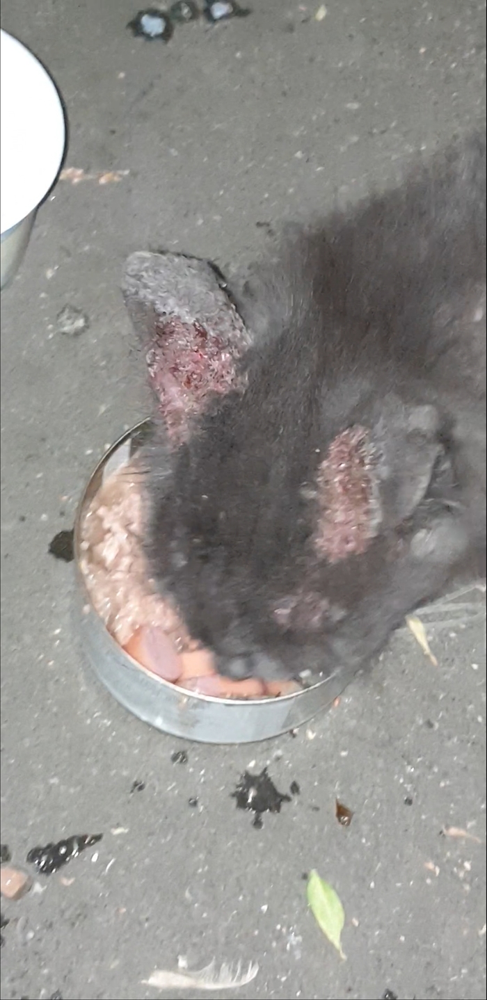 Sick cat on the street - My, cat, , Longpost