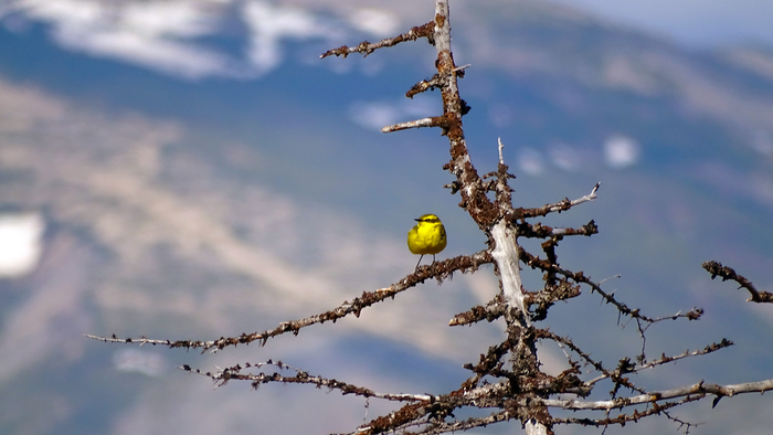 Little sun of Magadan - The photo, Magadan, Biology, Ornithology, Birds, My, Animals