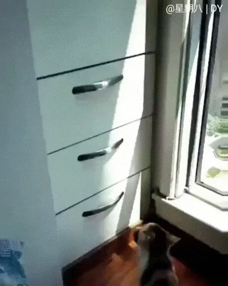 Отдельная квартира Кот, Котомафия, Котята, Домашние животные, Шкаф, Ящик, Позитив, Видео, Гифка