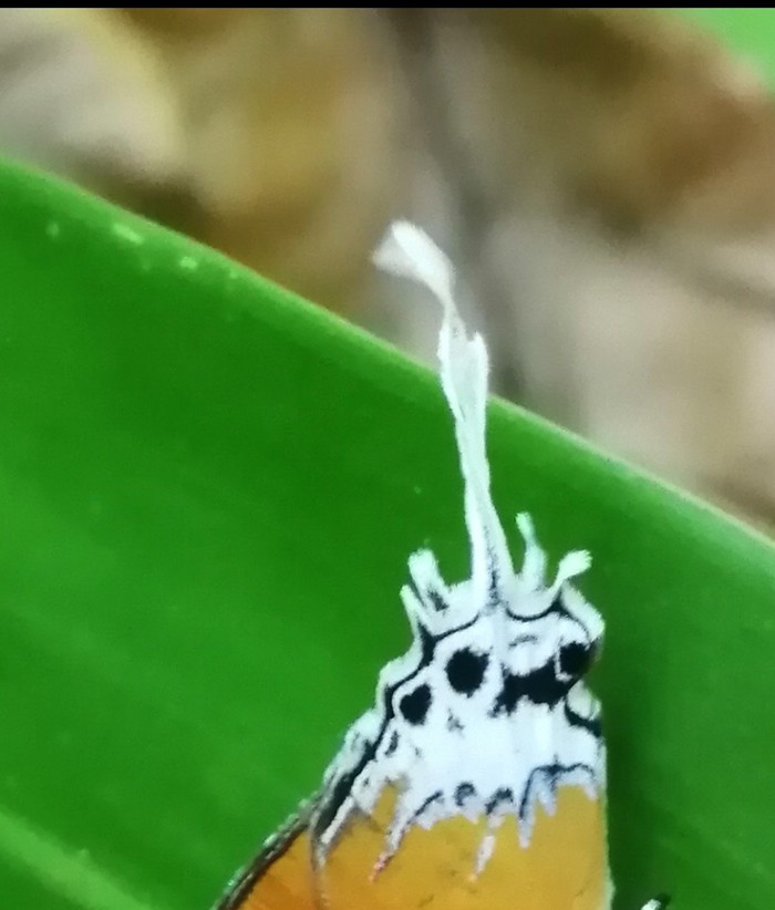 This strange creature resembles some kind of evil character.. - My, Thailand, Nature, It seemed, Butterfly, Longpost