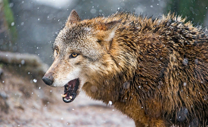 Live Science (���): � ������ ����� ������ ����������� �����, ������� 40 ����� ��� �����