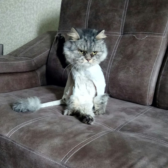 Haircut :D - My, cat, Catomafia