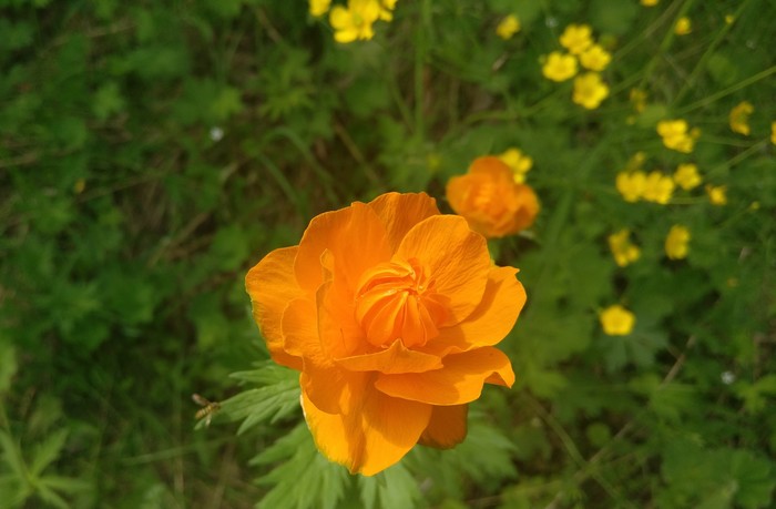 Frying bloomed - My, Krasnoyarsk, Flowers, Frying